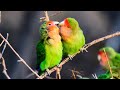 Love birds for sale in lucknow