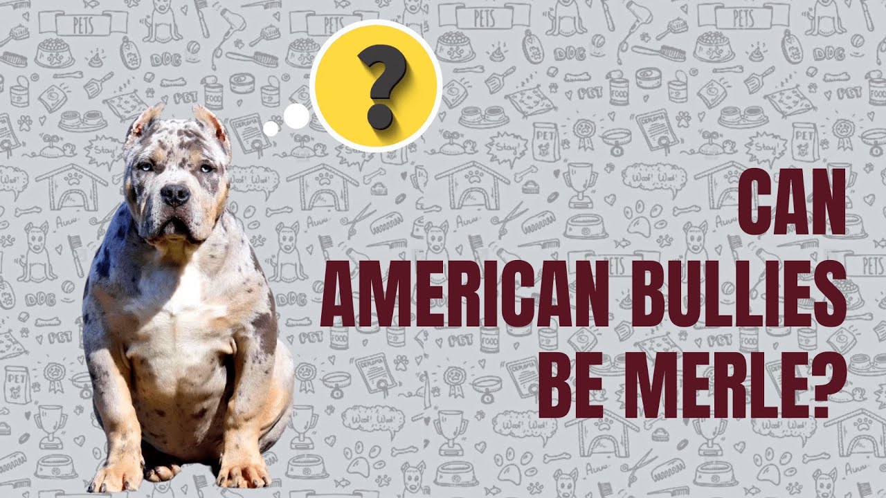 American Bully Merle Breed: Prices, Chocolate, Blue & More!