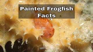 Painted Frogfish Facts