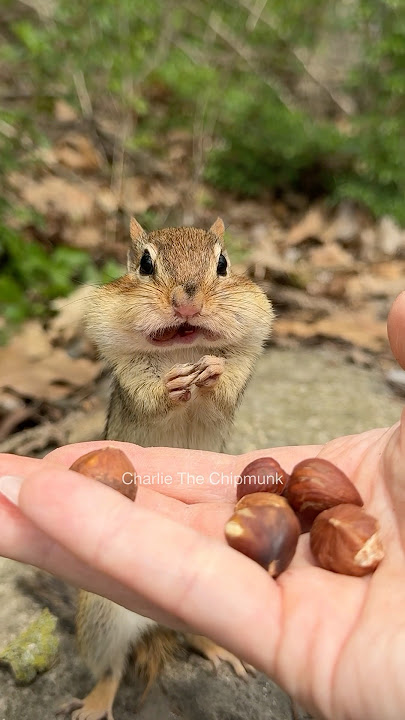 Hear me out #shorts #charliethechipmunk #animals #wildlife #funny #comedy #cute #lol #smart #humor