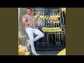 Descarada