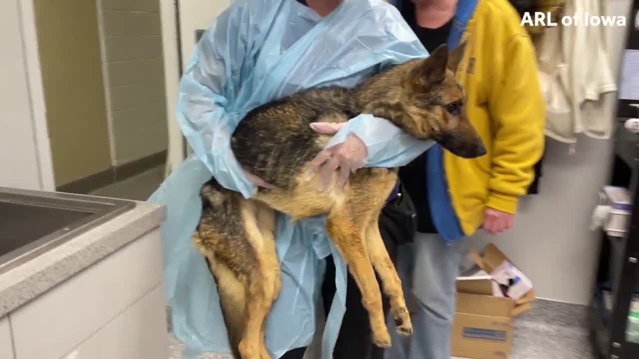 ARL: Des Moines man charged after two dogs left in apartment to die ...
