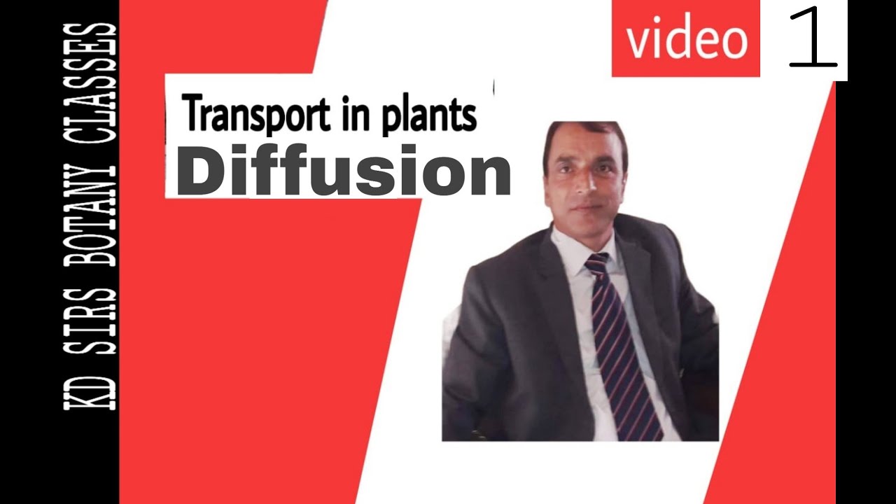 Transport in plants Diffusion - YouTube