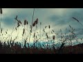 ただ風に揺れる草を眺めて聴くだけ 環境音 | 3時間 Ambient sound | ASMR | 睡眠