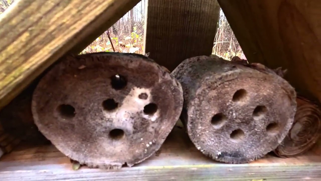 Lapkritinės - Trakų rudens elegija