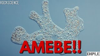 Amebe Al Microscopio Un Sacco Di Amebe.