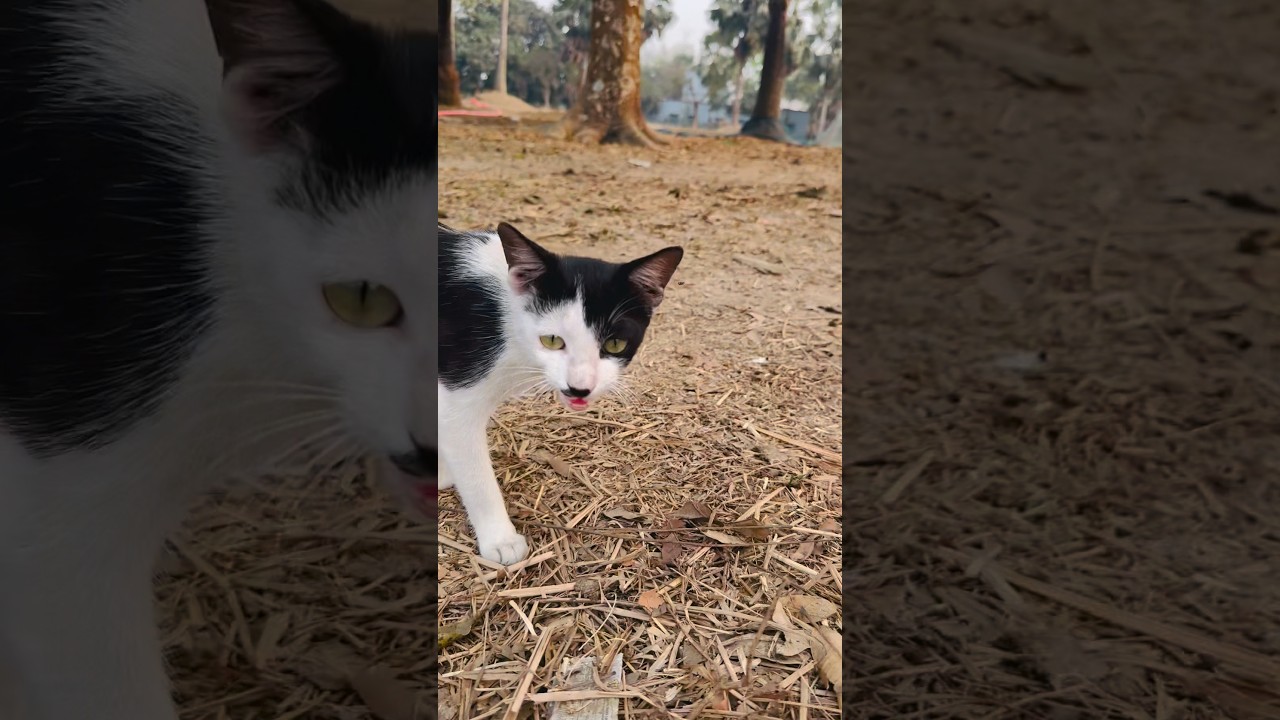 Nice cat#cat #cuteanimal #cutecat #cute #shorts