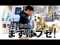カフェで落ち着いて待てる犬に。まず教えたい「フセ」