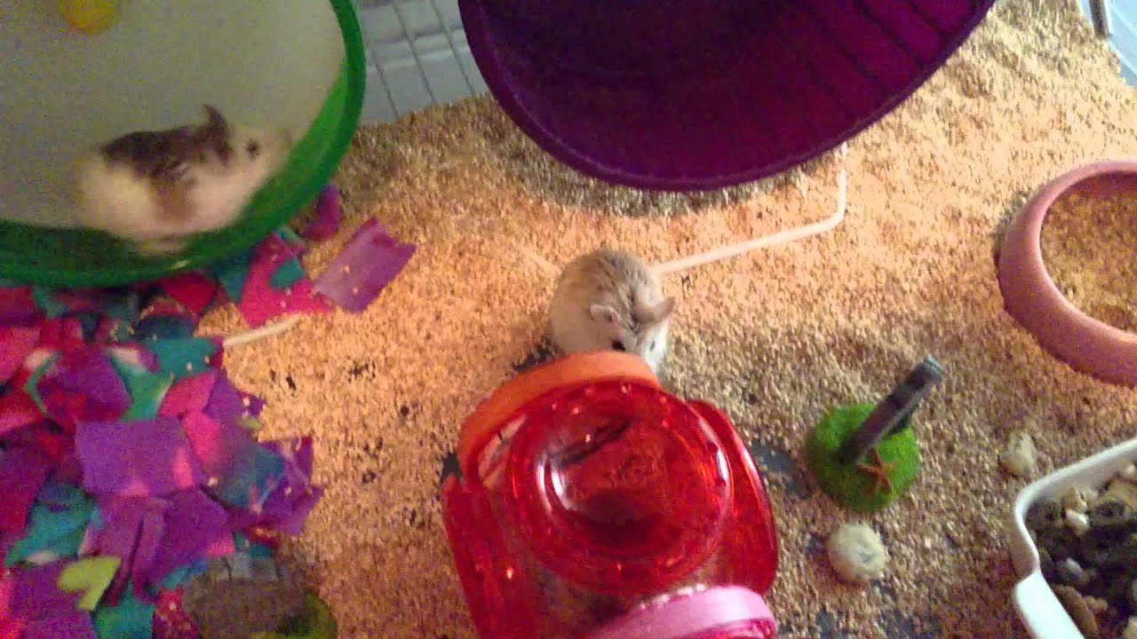 ROBOROVSKI CAGE CLEANING! 10/22/14 @ 