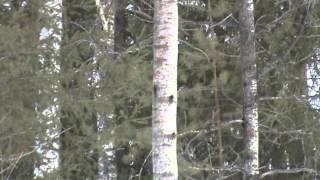 Рябушок. Видео охота на рябчика с манком 19мар16г Рябушок. Видео охота на рябчика с манком 19мар16г
