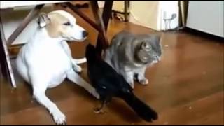 VID 20160523 WA0091 2