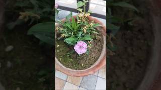 Pedon aur Phoolon Ki Khamosh Khubsurti 🌸 | Nature Healing Video