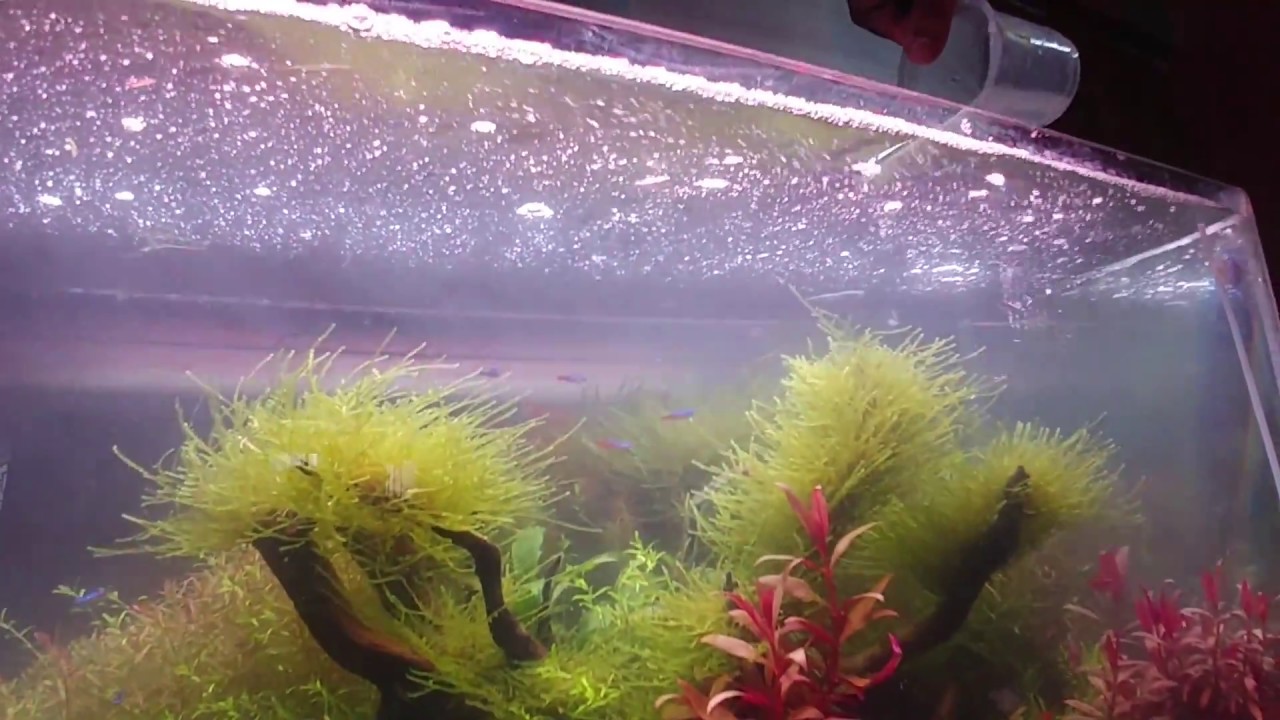 Fertilizing Planted Aquarium YouTube