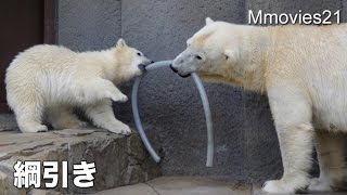 Polar Bears play at tug of war お母さんと綱引き
