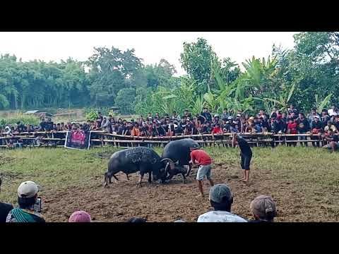 Con trâu lớn đã chiến đấu rất dữ dội trong đấu trường