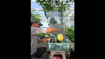 Cây giống cà chua bạch tuộc đã chuẩn bị trồng chậu lớn