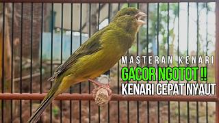 Terapi Ampuh! Pulihkan Suara Kenari Langsung Gacor Pancingan Kenari Ngerol Panjang Paling Dicari