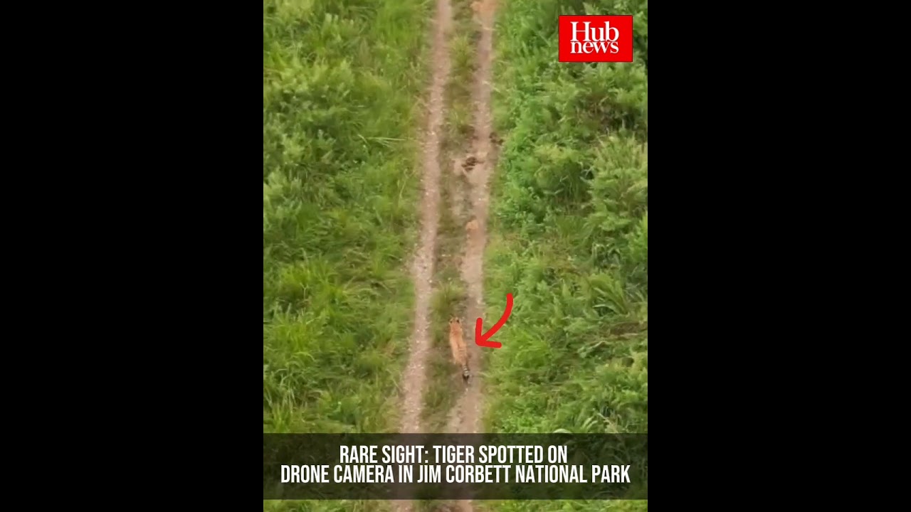 Tiger Spotted on Drone Camera in Jim Corbett National Park