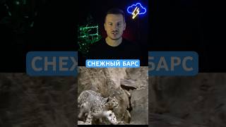 Эпичные погони СНЕЖНОГО БАРСА #ирбис #животные #природа #познавательно #экология #горы #интересное