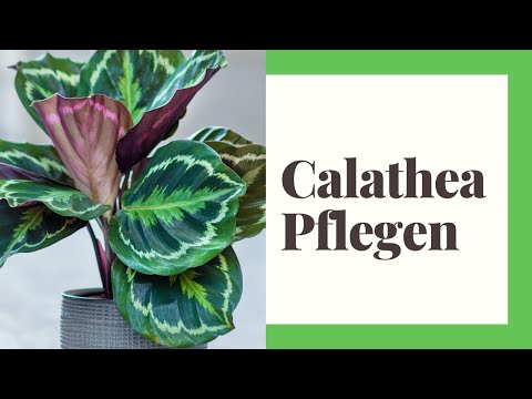 Calathea Care - It's That Easy - YouTube