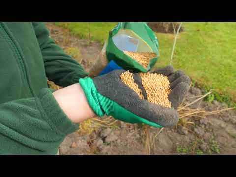 Video: Kaip paruošti ir patręšti dirvą svogūniniams augalams