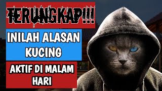 ALASAN KUCING LEBIH AKTIF DI MALAM HARI!!! KENAPA KUCING AKTIF DI MALAM HARI