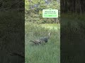 POV: Turkey Hunting, what do you do? #turkey #hunting #animals #nature #turkeyhunting #outdoors