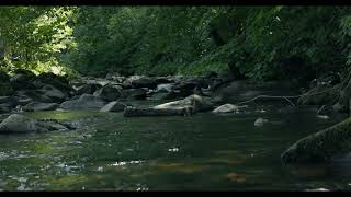 River Sounds I Relax, Study, Sleep.#asmr