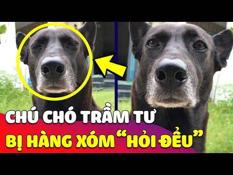 Video Biểu cảm khó đỡ của 'CHÚ CHÓ ĐEN' khi đang 'SỐNG NHĂN... - youtube