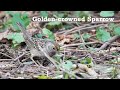 Golden-crowned Sparrow - Toronto - 2021-11-21.