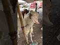 Akkad Bakkad Bambe ?😂 Sta Vibes #shorts shorts #funny #goat #youtubeshorts