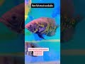 Hurry up visit now #fish #megaquarium #aquarium #exoticaquariumfish #fishtank #planetaquarium
