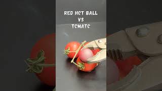 Red hot ball vs Tomato ✅ #satisfying  #Experiment #ASMR #Science #coconutmall #Redhotball