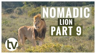 Lion Genetics: Part 9 by Shamwari TV 4,945 views 1 year ago 3 minutes, 33 seconds