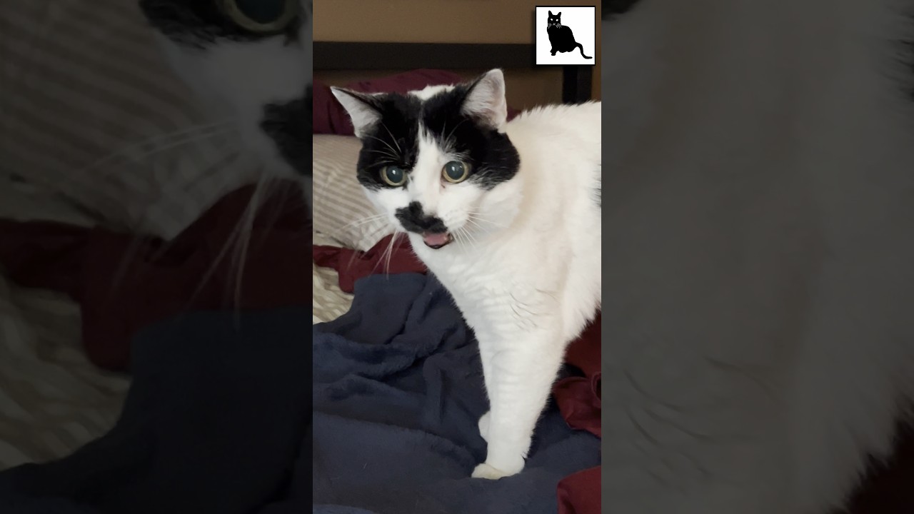 MEOW! #Caturday supercut with Sam Sam, Big Merp, and Hissy!