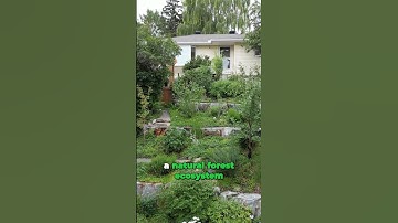 Create a Self Sustaining Food Forest in YOUR Backyard