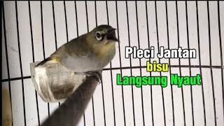 Pleci Jantan Bisu Langsung Nyaut Pleci Betina Birahi Memanggil Jantan