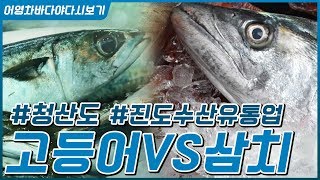 삼치VS고등어◆진도수산유통업◆청산도 [어영차바다야 다시보기]