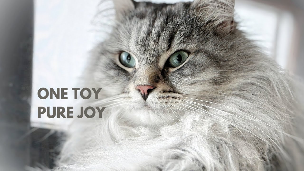 Joy with his squeaky toy | Siberian cat