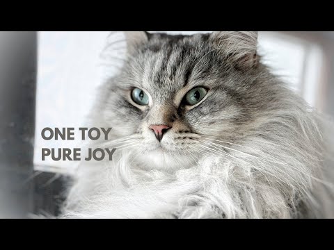 Joy with his squeaky toy | Siberian cat