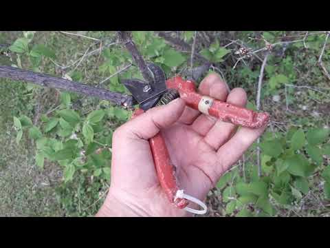Обрезка чубушника в начале лета в Сибири