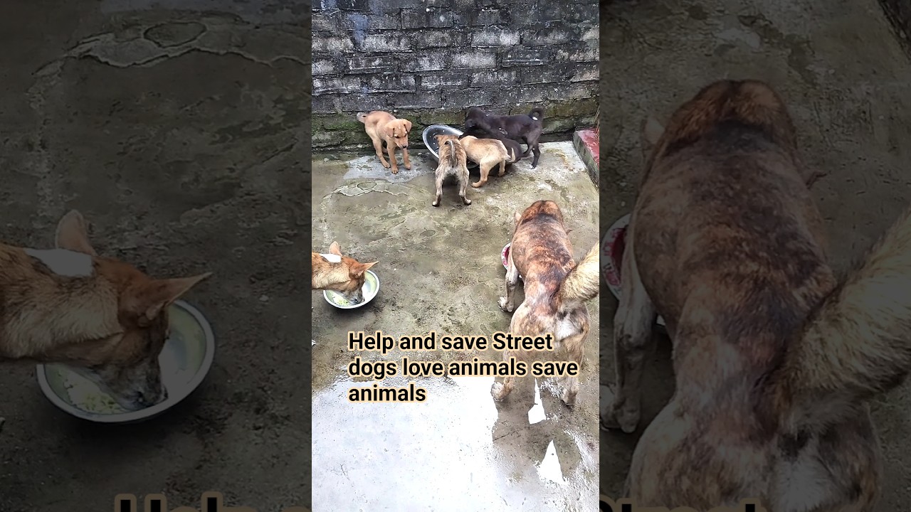 Help and save Street dogs 