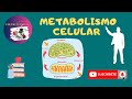 Metabolismo celular / anabolismo / catabolismo / ATP energía