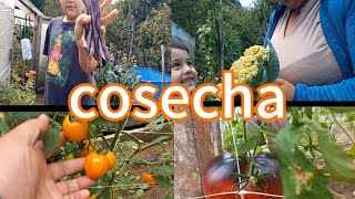 Ultima COSECHA abundante de TOMATES/ #vlog