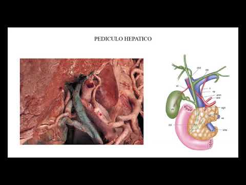 Teórico N° 49 Vías biliares. Dr Ricardo De Simone.