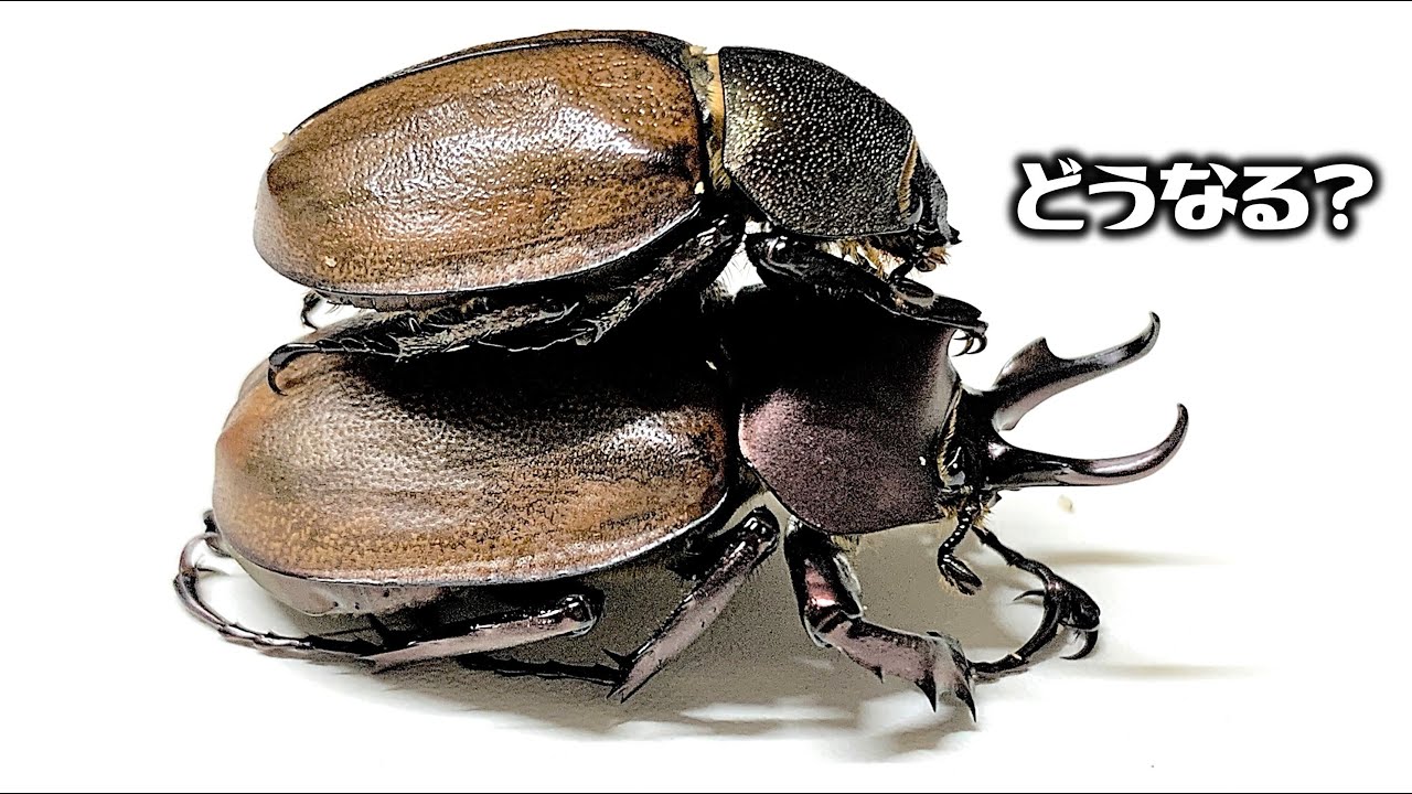 すぐ交尾する昆虫が死んだふりをしていたので 交尾を手伝ってあげた くろねこチャンネル Youtube