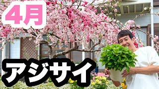 ゆるふわ園芸やっちゃんねる がライブ配信中！ - YouTube