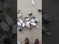 June 10, 2026#wait #kabootar #kabutarandekabdetehain #pigeon #kabutarandekabdetehain
