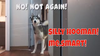 my dogs reaction to invisible wall challenge | remake |