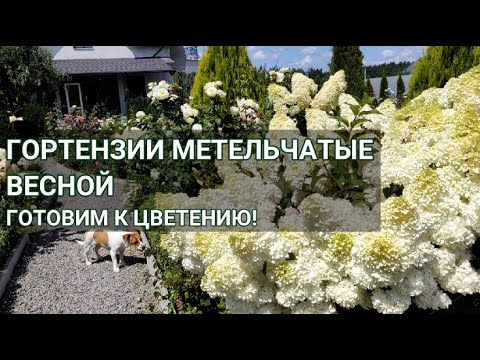 МЕТЕЛЬЧАТЫЕ ГОРТЕНЗИИ —